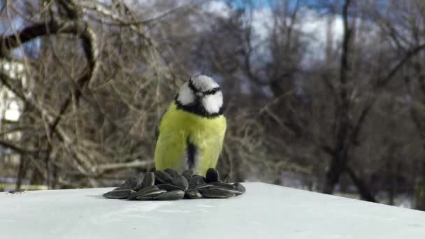 Titmouse na karmienie koryta — Wideo stockowe