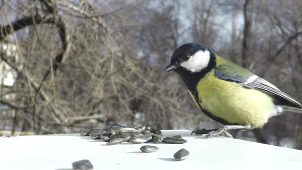 Titmouse em cocho de alimentação — Vídeo de Stock