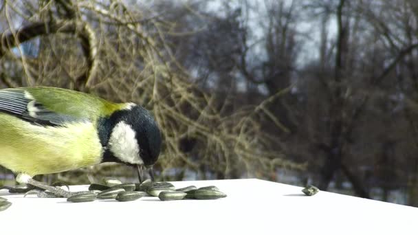 Titmouse em cocho de alimentação — Vídeo de Stock