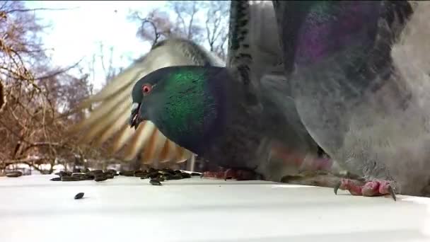 Palomas comen grano — Vídeo de stock