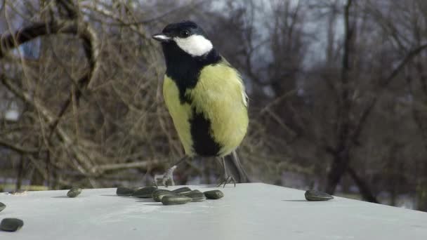 Titmouse na krmení koryta — Stock video