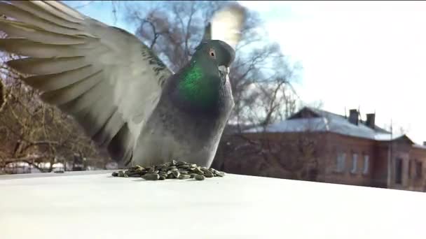 Pigeon eats grain and waves wings — Stock Video