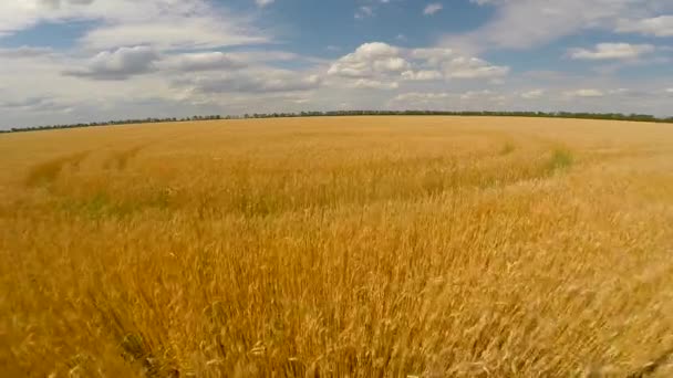 Buğday alanın üzerinde uçuş — Stok video