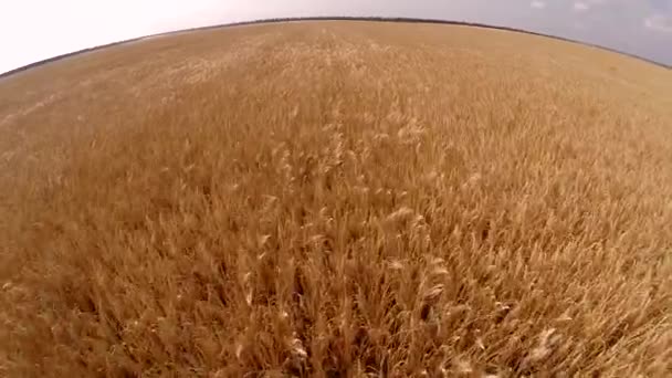 Flight over wheat field — Stock Video