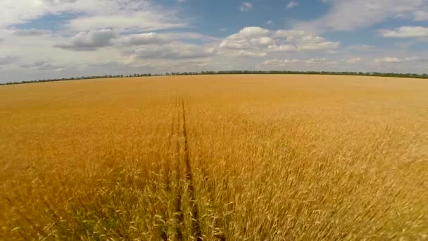 Buğday alanın üzerinde uçuş — Stok video