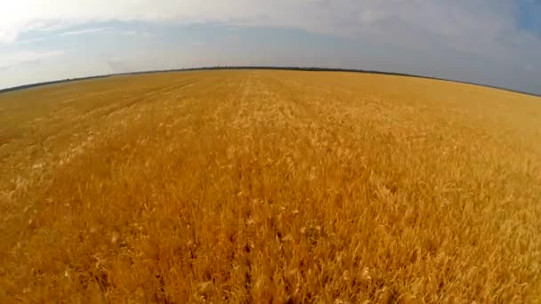 Flight over wheat field — Stock Video