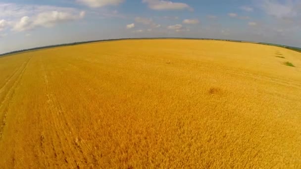 Flug über Weizenfeld — Stockvideo