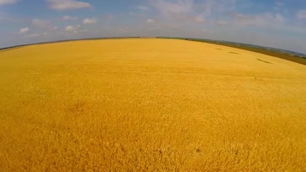 Flight over wheat field — Stock Video