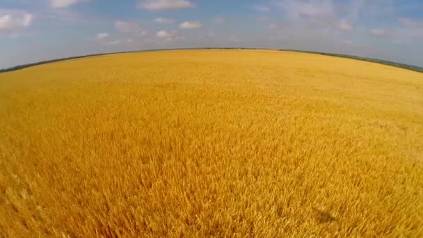 Flug über Weizenfeld — Stockvideo