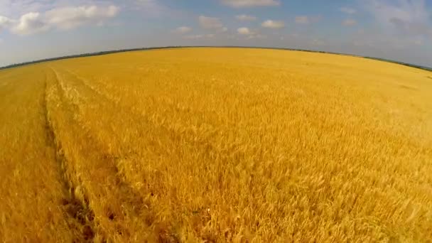 Lot nad pole pszenicy — Wideo stockowe