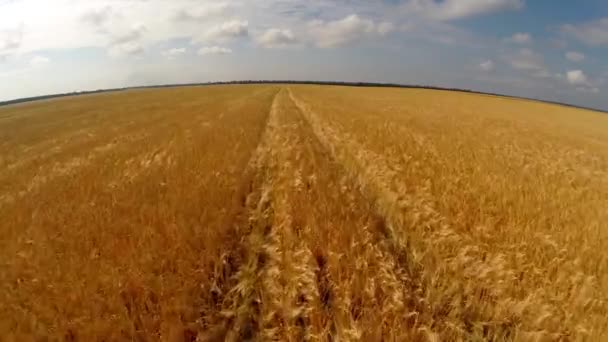 Vuelo sobre campo de trigo — Vídeo de stock