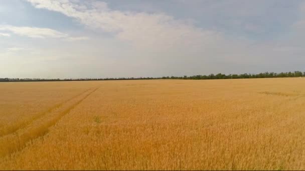 Vlucht over tarweveld — Stockvideo