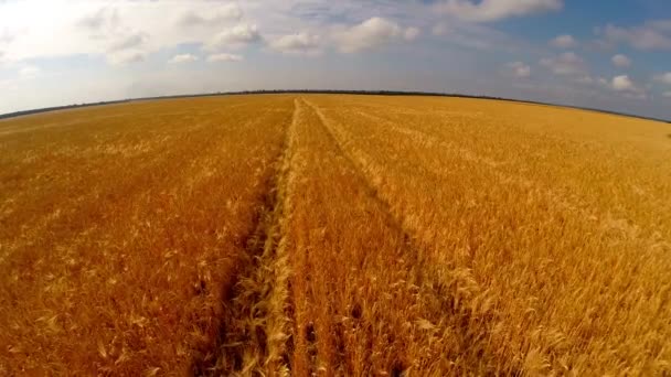 Terbang di atas ladang gandum — Stok Video