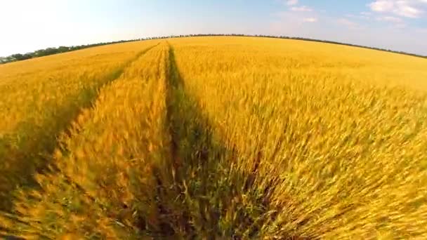 Vuelo sobre campo de trigo — Vídeo de stock