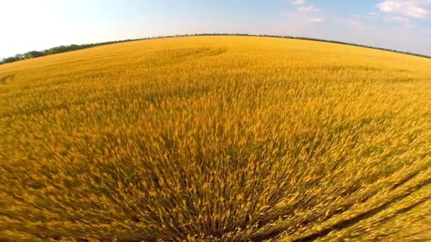 Vuelo sobre campo de trigo — Vídeos de Stock