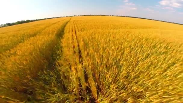 Політ над пшеничним полем — стокове відео
