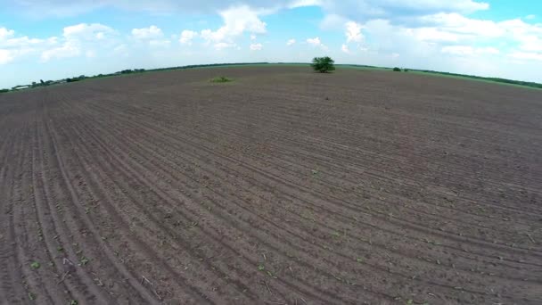Luchtfoto van geploegd veld en boom — Stockvideo