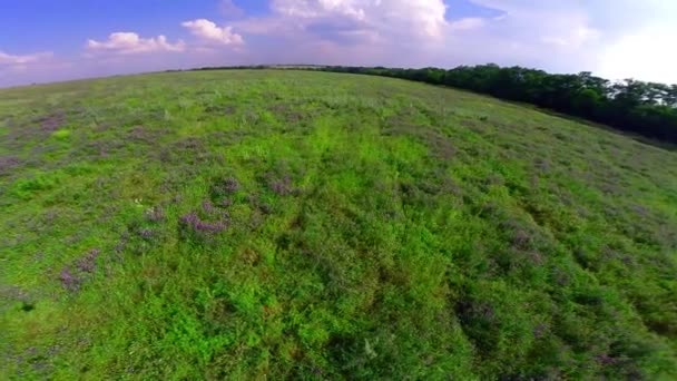 Árbol verde solitario — Vídeos de Stock