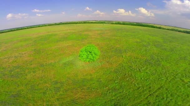 Eenzame groene boom — Stockvideo