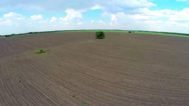 Flygfoto över plöjt fältet och träd — Stockvideo