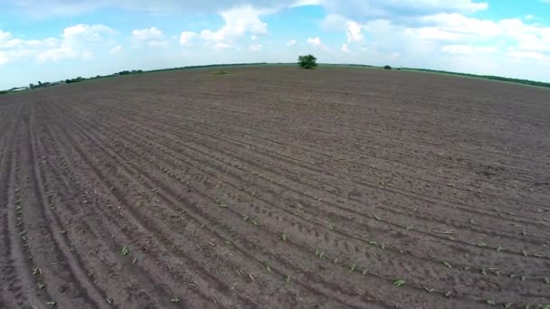 Vista aérea del campo arado y del árbol — Vídeos de Stock