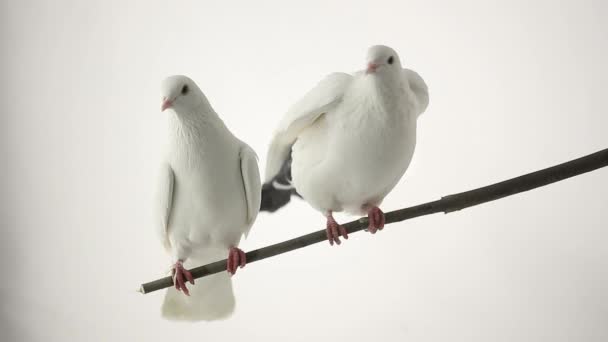 Two white pigeons — Stock Video