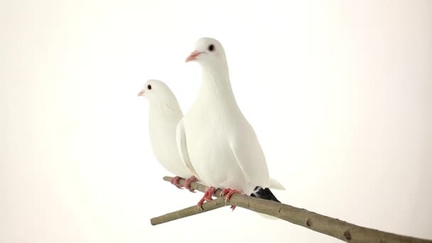 Deux pigeons blancs 
