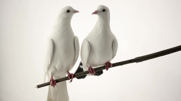 Two white pigeons — Stock Video