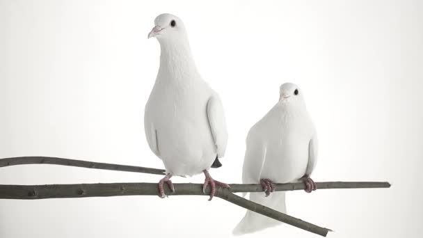 Deux pigeons blancs 