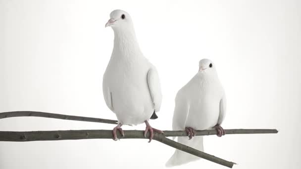 Two white pigeons — Stock Video