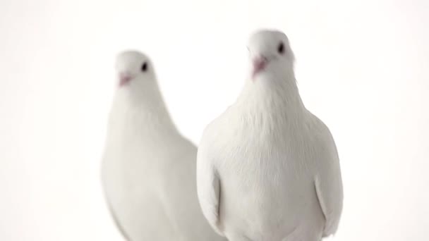 Two white pigeons — Stock Video