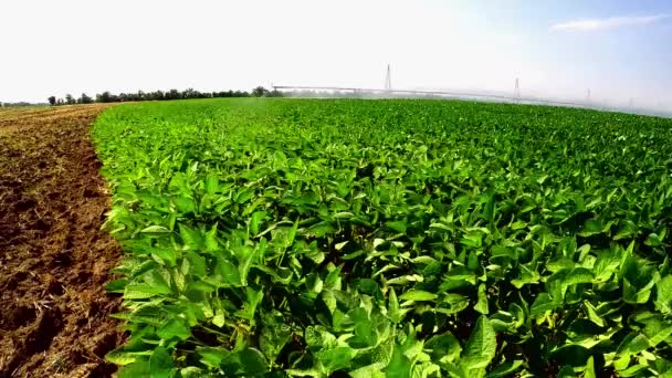 Irrigation system on industrial farm — Stock Video