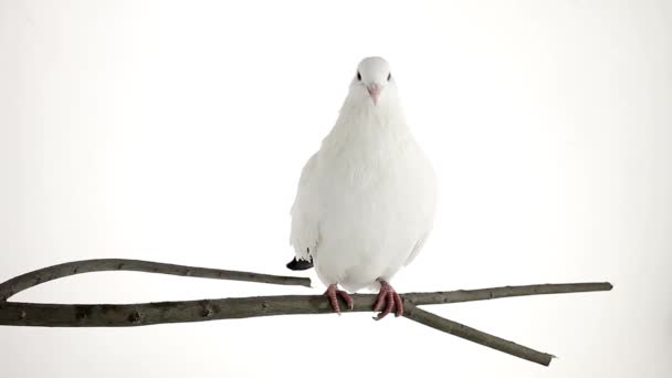 Dal üzerinde beyaz güvercin — Stok video