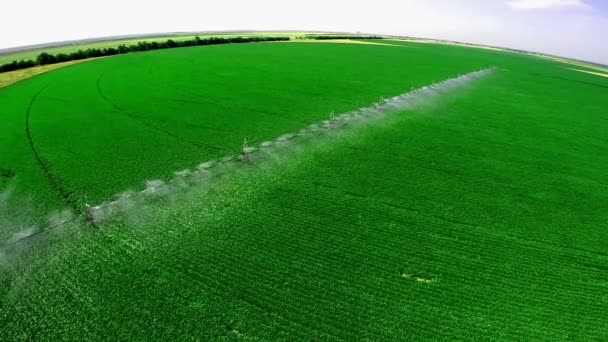 Bewässerungssystem in der industriellen Landwirtschaft — Stockvideo