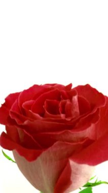 pembe Gül çiçek yakın çekim