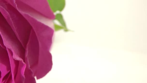 Rosa rosa flor primer plano — Vídeos de Stock