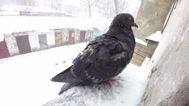 Pigeon near house window — Stock Video