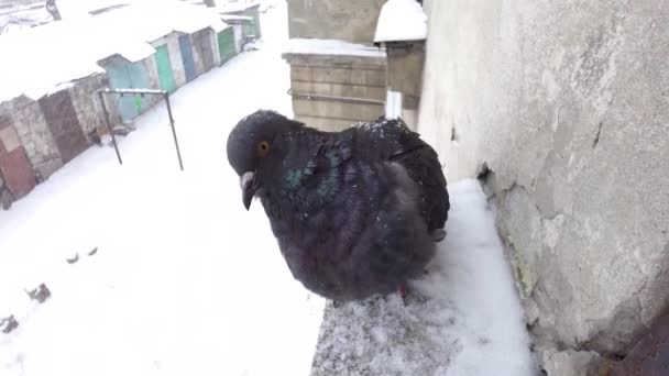 Pigeon near house window — Stock Video