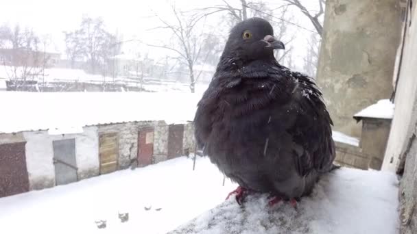 비둘기 집 창 근처 — 비디오