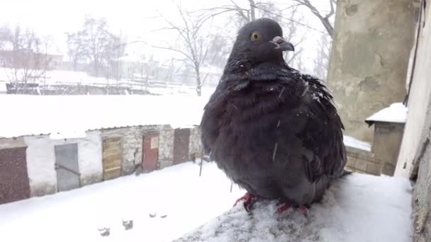 Pombo perto da janela da casa — Vídeo de Stock