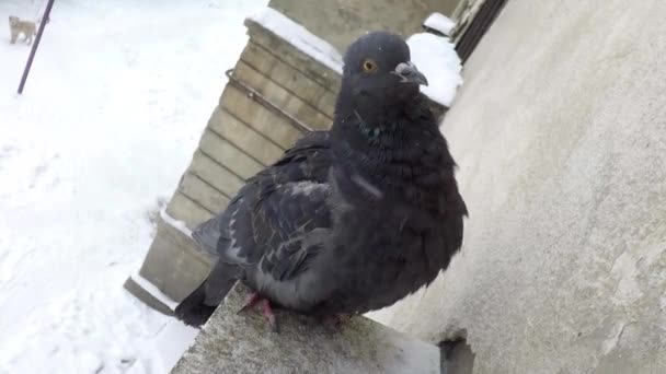 Pigeon near house window — Stock Video