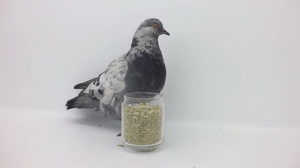 鸽子啄粒 — 图库视频影像