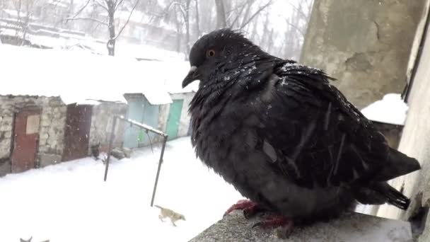 Pigeon near house window — Stock Video