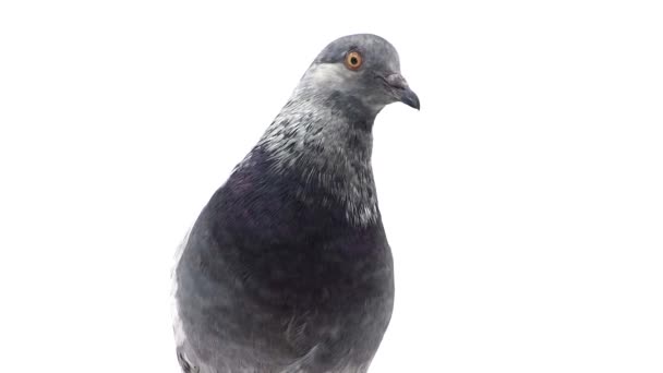Серый голубь, изолированный на белом — стоковое видео