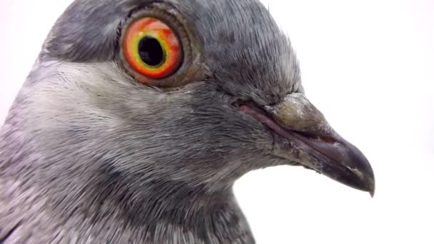 Šedá holubí izolovaných na bílém — Stock video