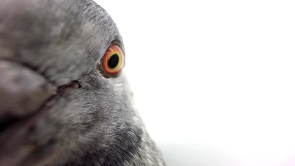 Grey pigeon isolated on white — Stock Video