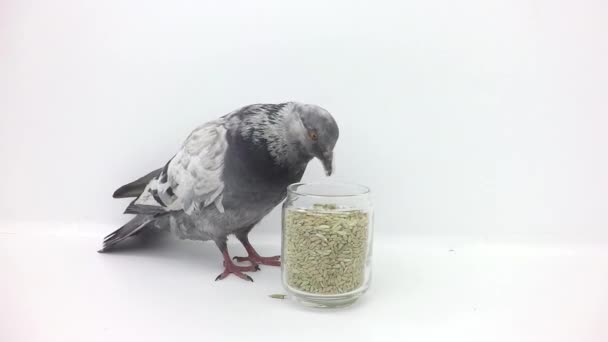 Pigeon pecks grain — Stock Video