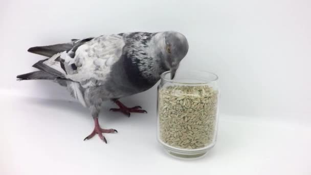 Pigeon pecks grain — Stock Video