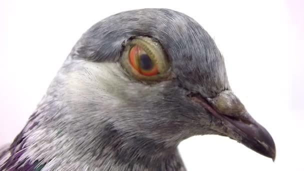灰色的鸽子在白色隔离 — 图库视频影像