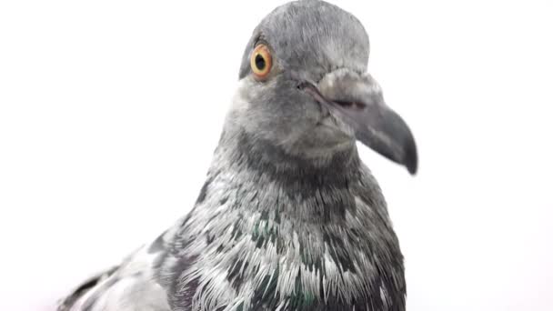 Grijze duif geïsoleerd op wit — Stockvideo